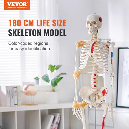 VEVOR Human Skeleton Model for Anatomy, 71.65" Life Size, Accurate PVC Anatomy Skeleton Model with Ligaments, Movable Arms, Legs & Jaw, with Muscle Origin & Insertion Points, for Professional Teaching - size: Life Size