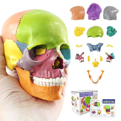 Mini Human Skull Anatomy Model, 15 Part Half-Size Color-Coded - style: Color-Coded