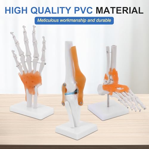 qzzXoq Human Joint Model Anatomy Set, Life Size Shoulder Elbow Hip Knee Hand Foot with Ligaments 6 Pieces Skeleton Joint Set Human Skeleton Anatomical Model for Medical Education and Training