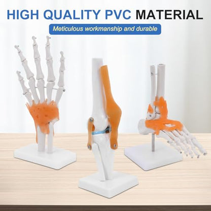 qzzXoq Human Joint Model Anatomy Set, Life Size Shoulder Elbow Hip Knee Hand Foot with Ligaments 6 Pieces Skeleton Joint Set Human Skeleton Anatomical Model for Medical Education and Training