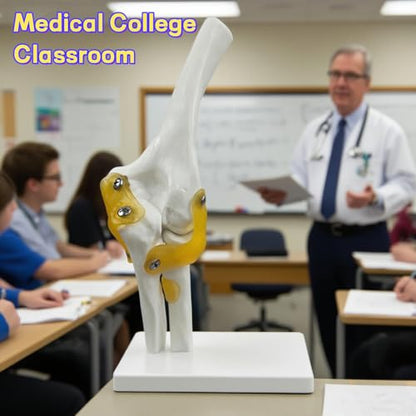 6-Piece Joint Models Set - Life-Size Human Joints Model with Ligaments, Anatomy Models for Shoulder, Knee, Hip, Elbow, Hand and Foot, Ideal for Medical Teaching, Lab Training and Patient Communication
