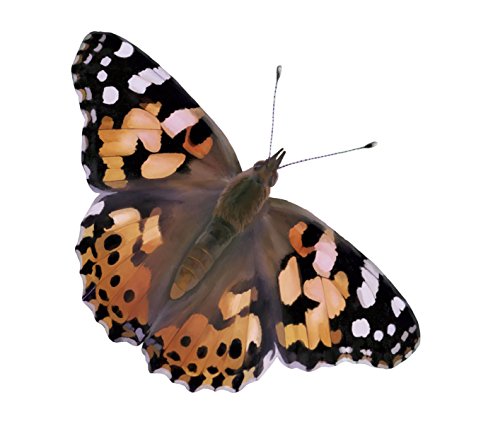 Insect Lore Two Cups of Caterpillars - Butterfly Garden Kit Refill – Raise and Release Painted Lady Butterflies – Includes Two Chrys-A-Lid Holding Logs and Instructions