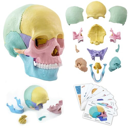 NEW HORIZON Human Anatomy Skull Model 17 Parts,Detachable Palm Sized Mini Human Medical Skull Model, Medical Clinic Teaching Equipment,with Detailed Manual