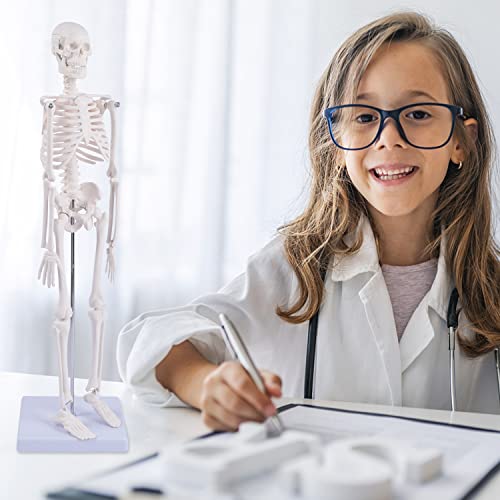 NLShan Human Skeleton Model for Anatomy: Scientific Model with Movable Arms, Legs & Display Stand - 17" Mini Human Skeleton Model for Study and Display - color: White