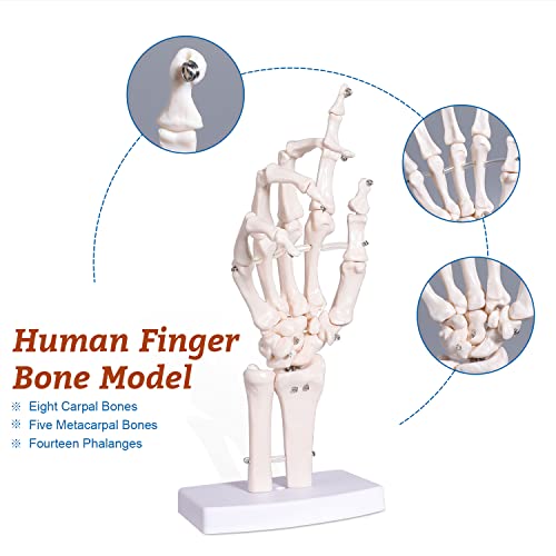 Hand Skeleton Model - Medical Human Finger Bone Anatomy Bendable Right Hand Skeleton with Articulated Joints Wrist Ulna and Radius