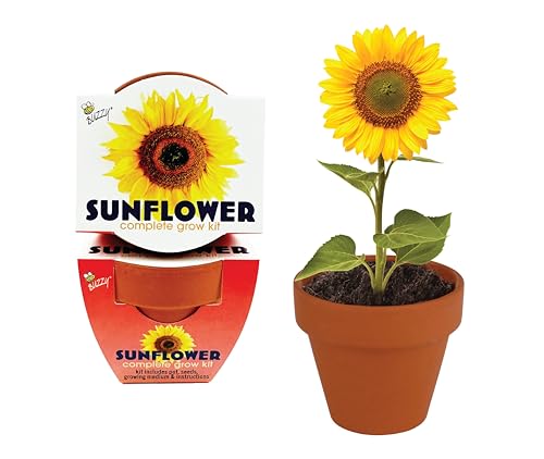 BUZZY Seeds Sunflower Grow Kit 12-Pack, Terracotta Pots, Wedding Favors - color: Multicolor