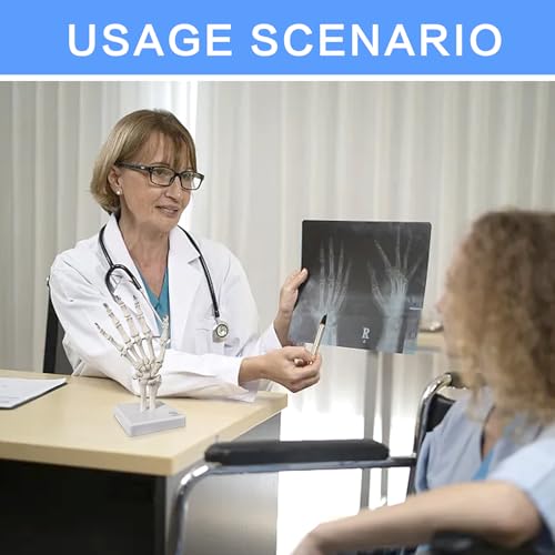 Human Hand Anatomical Skeleton Model with Articulated Joints