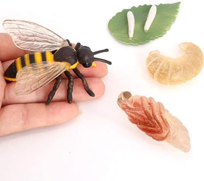 Hvogvok Bee Growth Cycle, Animal Growth Cycle Biological Model, Growth Stage Lifelike Bee Life Cycle Model Set for Kids Education Insect Themed Party Favors - style: Bee