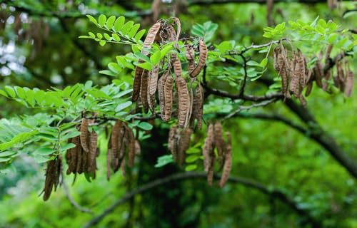 75 Black Locust Tree Seeds for Planting – Robinia pseudoacacia, Fast Growing Nitrogen Fixing Tree, Fragrant White Flowers, Rot Resistant Hardwood, Cold Hardy Outdoor Shade Tree