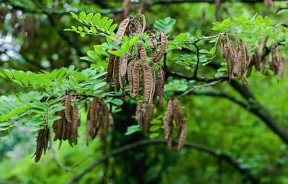 75 Black Locust Tree Seeds for Planting – Robinia pseudoacacia, Fast Growing Nitrogen Fixing Tree, Fragrant White Flowers, Rot Resistant Hardwood, Cold Hardy Outdoor Shade Tree