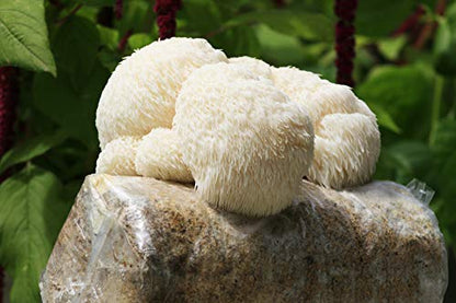 Two Lion's Mane Grow Kits (3.2 Pound Each) - style: Two Kits