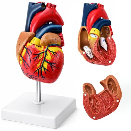 ZENFUN Life Size Human Heart Model, Heart Anatomy Model with 2-Part Magnetic Design with 30 Clearly Labeled Internal Structures, Mounted Display Base for Classroom & Cardiology Study, Educational Use
