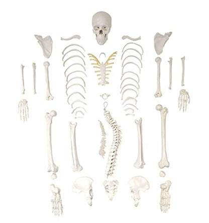Axis Scientific Disarticulated Miniature Human Skeleton for Anatomy Study