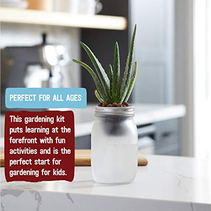 Back to the Roots Self Watering Grow Kit - Glass Hydroponic Planters for Succulents and Cacti Self-Watering System - size: 1 Count (Pack of 1), style: Self-Watering Succulent Kit