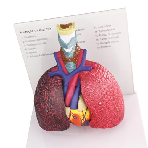 HADWYN Human Respiratory System model,anatomy models human body