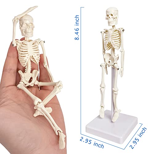 21cm Human Skeleton Model Skeleton Human Model Adult Small Skeleton Teaching Model Spine Whole Body