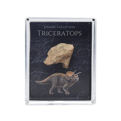 Authentic Triceratops Fossil Bone Gift Box - 67 Million Year Old Cretaceous Specimen in Lucite Case, Montana