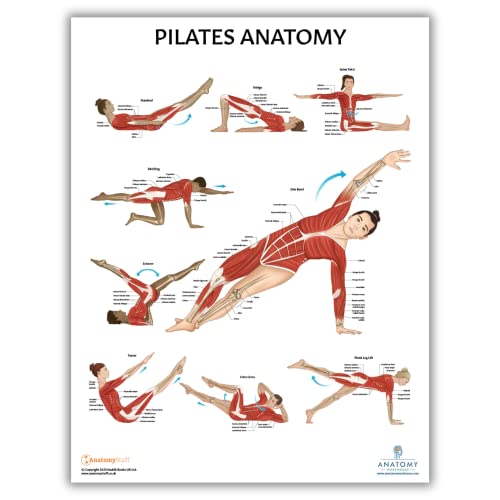 Anatomy Lab Pilates, Muscular, Skeletal Anatomy Poster Set - color: Pilates + Muscular + Skeletal