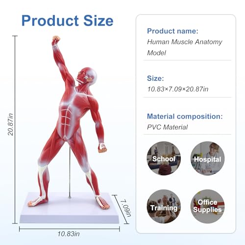 qzzXoq Human Muscle Anatomy Model, 20in Mini Muscular Anatomical Model Full Color Body Muscles System Models Human Anatomy Figure for Medical Education and Training
