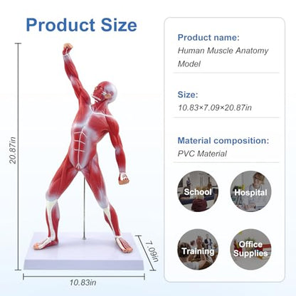 qzzXoq Human Muscle Anatomy Model, 20in Mini Muscular Anatomical Model Full Color Body Muscles System Models Human Anatomy Figure for Medical Education and Training