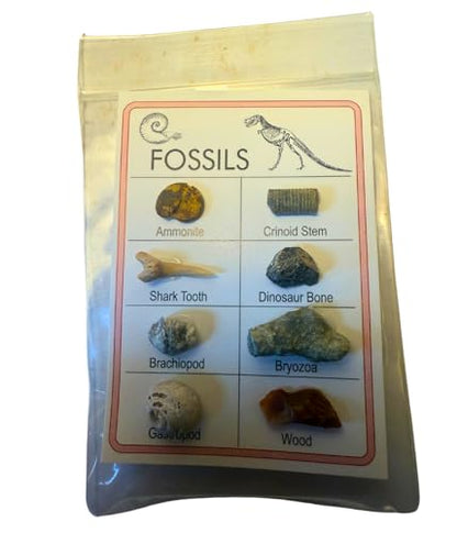 Fossil & Mineral ID Charts - 2 charts with Genuine specimens - 12 Minerals and 8 Fossils - Great for Science Fairs - Ideal Fossil and Mineral Sampler