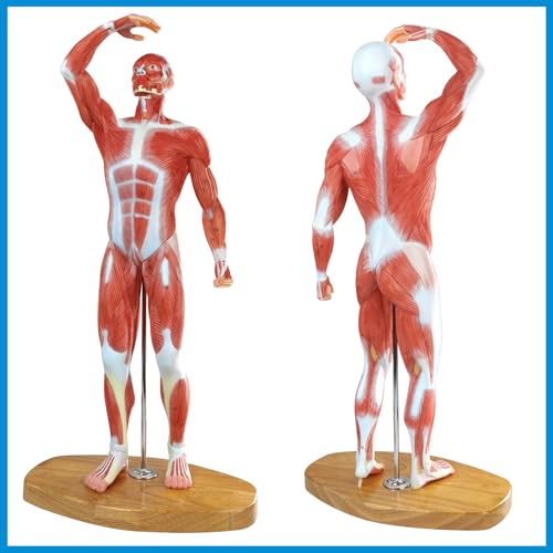 Miniature Human Muscle Anatomical Model - 1/3 Life-Size Numbered