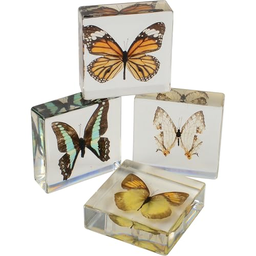 Educational Encased Butterfly Specimen Set – 4 Real Butterflies in Resin with ID Cards for Classroom Science, Nature Study, Entomology (Ages 6+) - style: Butterflies