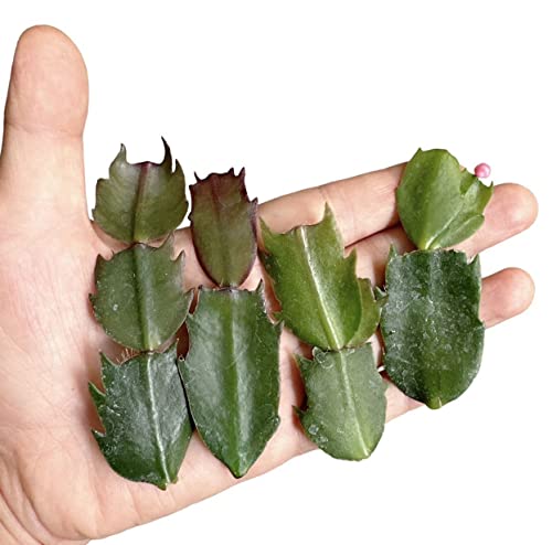 No Root Plant cuttings from USKC (Thanksgiving Cactus cuttings 4pcs Random Color) - color: Thanksgiving cactus cuttings 4pcs Random color