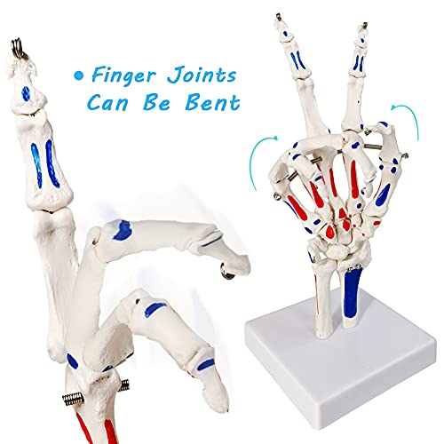 EVOTECH SCIENTIFIC Hand Skeleton Model W/Muscles Insertions&Origins Painted