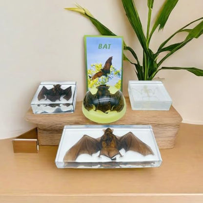 Bat Specimen, Real High Quality Resin Bat Specimen for Science Classroom Science Education, Biology, Collections, Animal Study Enthusiasts, Quirky Animal Skulls (Bat 5.6x2.6x0.8 Inch) - color: Bat 5.6x2.6x0.8 Inch