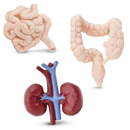 Safari Ltd. Human Organs TOOB - 8 Mini Figurines Including Brain, Heart, Lungs, Liver, Kidneys, Stomach, and Intestines - Anatomy Educational Toy Figures for Boys, Girls & Kids Ages 3+