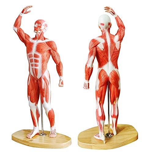 Human Muscle Model, 20" Miniature Muscular System Model - color: Human Muscle Model-1/4 Lifesize