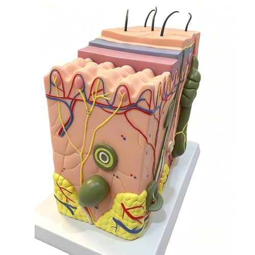 50X TDOU 35/50/70 Times Human Big Anatomical Skin Magnified Tissue Structure Model with Hair 35X/50X/70X Enlarged for Biology Minimally Invasive Cosmetic Surgery Teaching Models(50X)