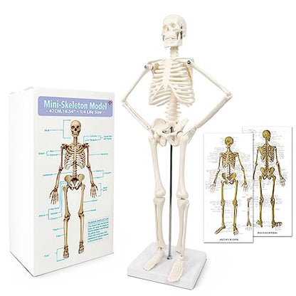 17.7“ Human Skeleton Model for Anatomy,Movable Arms Legs Bones Structures