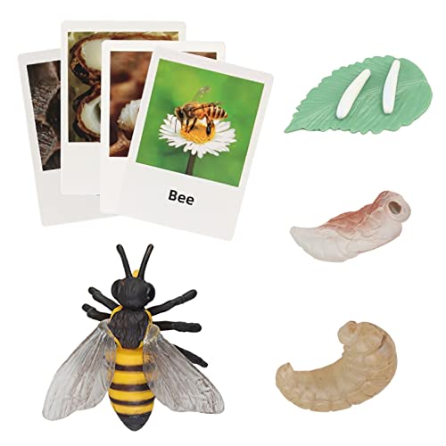Montessori Bee Life Cycle with Flash Cards, Realistic Animal Figurines Toy, Animal Educational Matching Game for 3+ Year Old Kids (Bee) - color: Bee