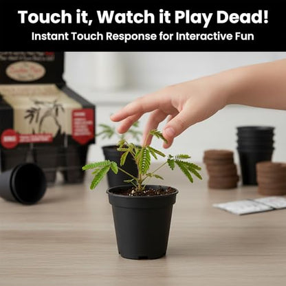 Zombie Plant Greenhouse Grow Kit - Touch It and Watch It Play Dead - Unique Grow Kit to Cultivate a Fun Indoor Plant that Revives in Minutes - Cool Plants and Great for Housewarming Gifts - style: Greenhouse Grow Kit