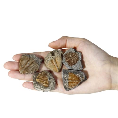 4 Pcs Real Trilobite Tail Fossil kit with Display Stand Come Form 400 Million Years Ago Real Fossils Paleontology Gifts for Men Women