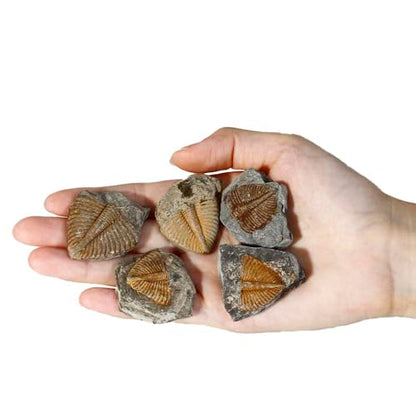 4 Pcs Real Trilobite Tail Fossil kit with Display Stand Come Form 400 Million Years Ago Real Fossils Paleontology Gifts for Men Women