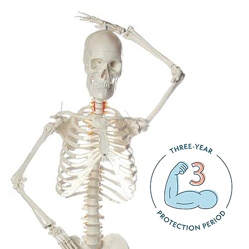 Axis Scientific Flexible Life-Size Human Skeleton, 5'6"