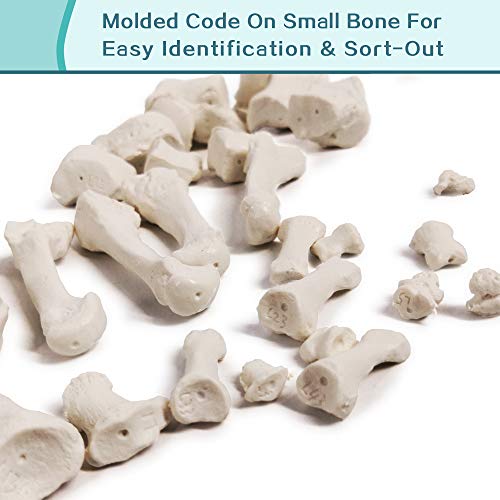Disarticulated Human Skeleton Model for Anatomy 67 inch High, Full Size Skeleton Models with Poster, Skull, Bones, Articulated Hand & Foot