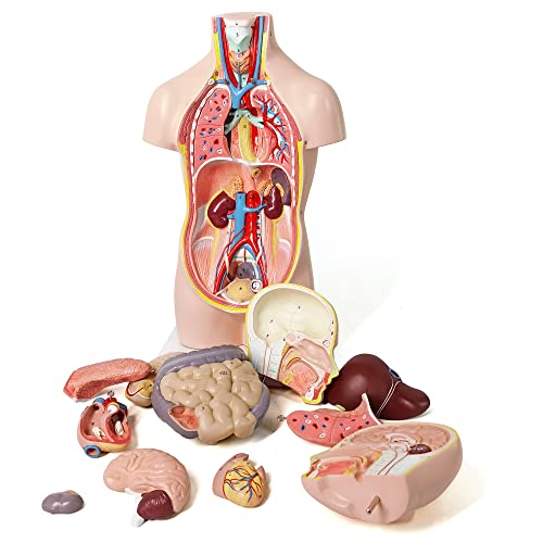 NEW HORIZON 20" Removable 12 Parts Human Torso Model,Showing Section of Brain,Neck Dissected Exposes Muscular Neural,Vascular and Glandular Structure,Anatomy Model for Medical,Educational apparatus