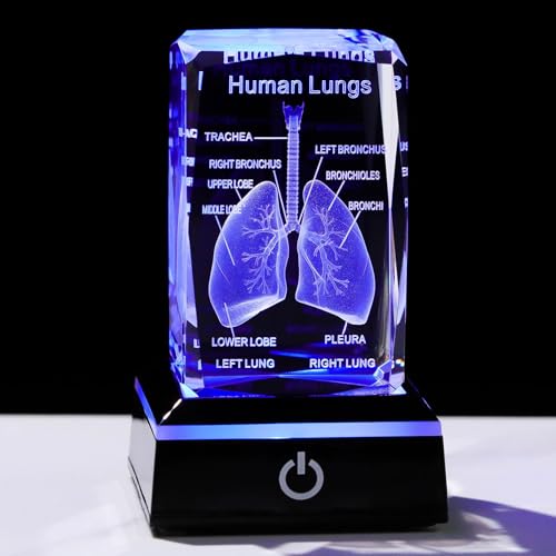 Movdyka 3D Human Lung Anatomy Model Biology Doctor Gifts for Men - color: Lung