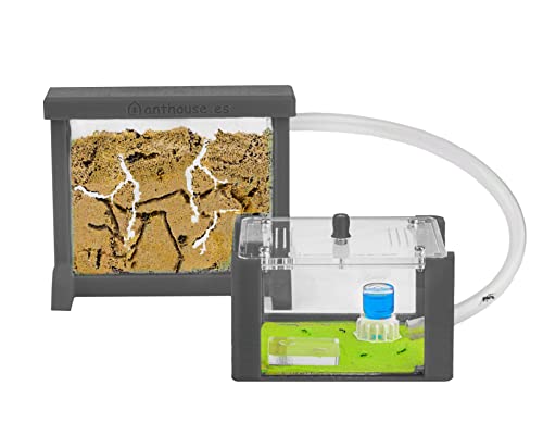 Anthouse - Basic Natural Sand Ant Farm - 3D Ant Terrarium - Acrylic Sandwich-Type - Foraging Box with Lid Included - Grey Color - color: Gray