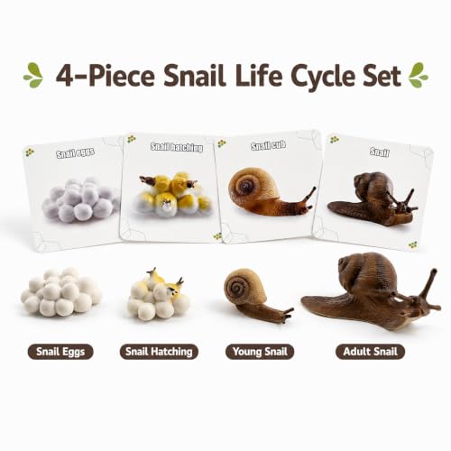 Montessori Life Cycle Animal Figures with Flash Cards, Lifelike Animal Growth Cycle Biological Model Set (Snail) - style: Snail