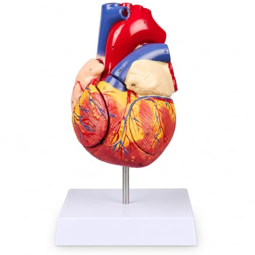 2X Enlarged Anatomical Heart Model, 4-Part, 49 Structures - size: 2X Enlarged 49 Anatomical Structures Model