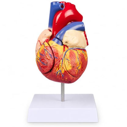 2X Enlarged Anatomical Heart Model, 4-Part, 49 Structures - size: 2X Enlarged 49 Anatomical Structures Model