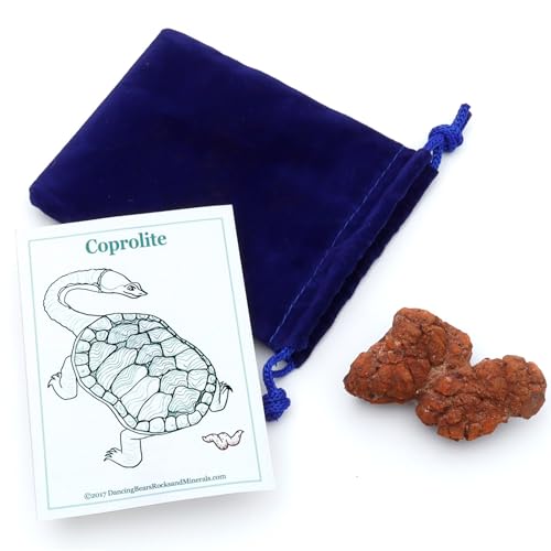 DANCING BEAR Authentic Coprolite (Fossilized Poop!), Velvet Bag and Description Card, Great Genuine Fossil Gift for Kids and Adults