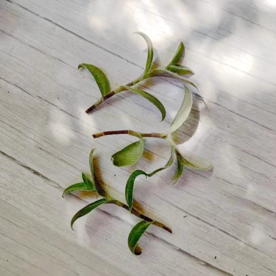 No Root Plant cuttings from USKC (3pc Trasdencantia Sillamontana no Root cuttings) - color: 3pc Trasdencantia Sillamontana no root cuttings