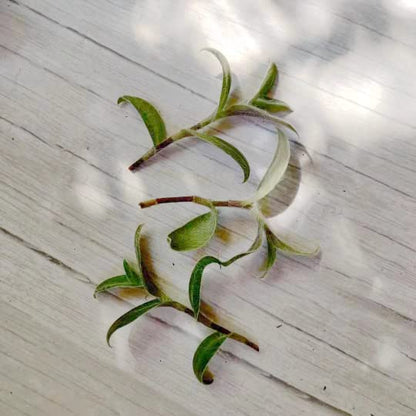 No Root Plant cuttings from USKC (3pc Trasdencantia Sillamontana no Root cuttings) - color: 3pc Trasdencantia Sillamontana no root cuttings