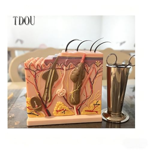 50X TDOU 35/50/70 Times Human Big Anatomical Skin Magnified Tissue Structure Model with Hair 35X/50X/70X Enlarged for Biology Minimally Invasive Cosmetic Surgery Teaching Models(50X)